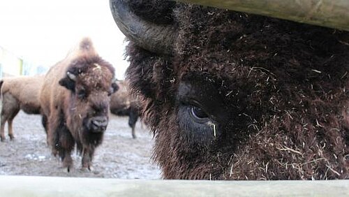 Bison des forêts