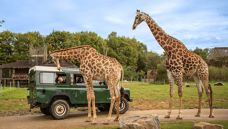 Safari VIP