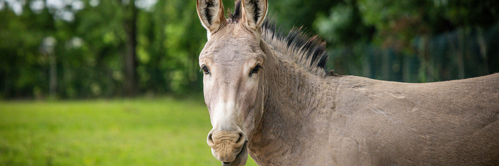 Ane sauvage de Somalie