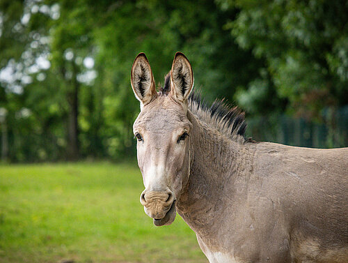 Ane sauvage de Somalie