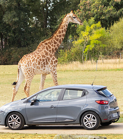 La Piste Safari