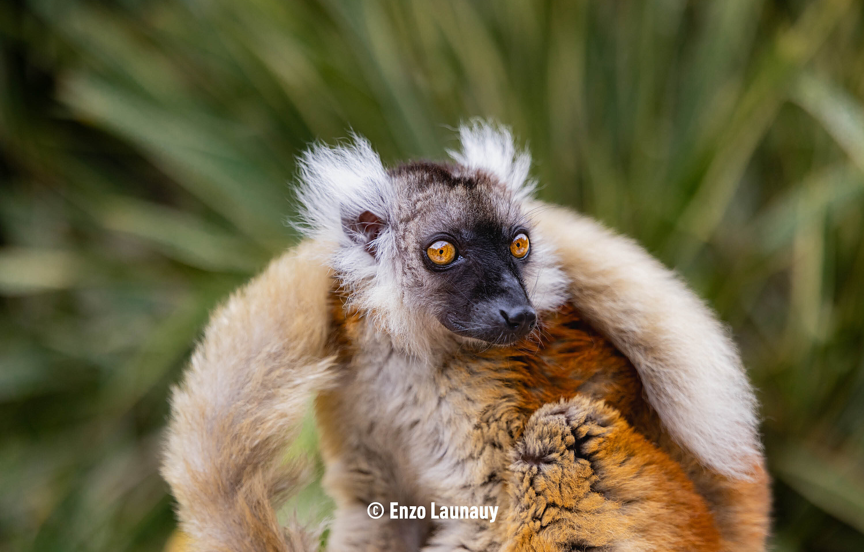 Lémur noir (c) Enzo Launay
