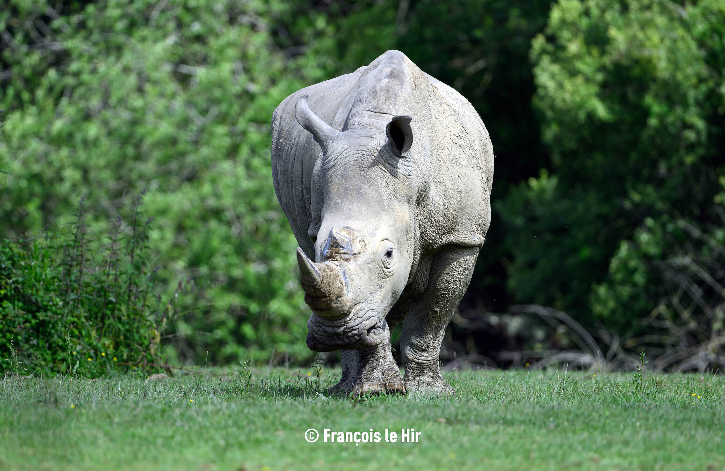 Rhinocéros blanc (c) François le Hir