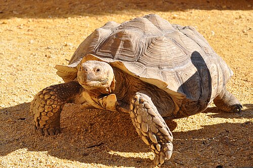 Tortue Sulcata