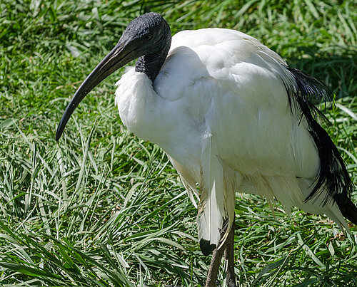 Ibis sacré