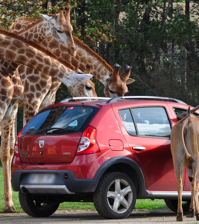 La Piste Safari