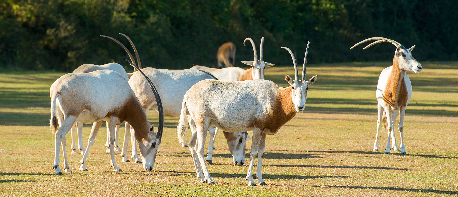 Oryx algazelle