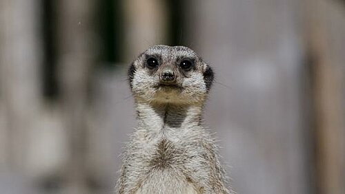 Suricate