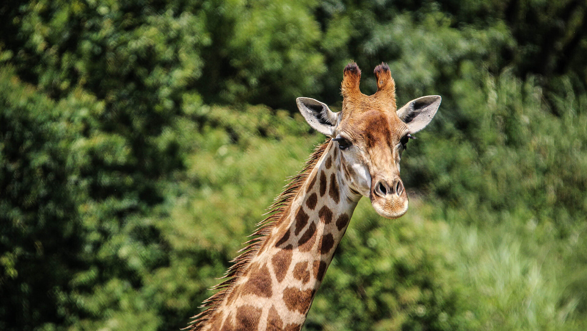 Girafe du Cap