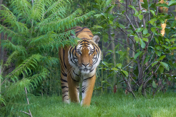 Tigre de Malaisie Piste Safari