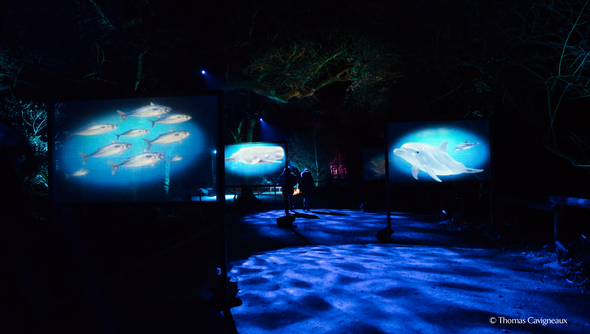 Illuminations Sauvages 