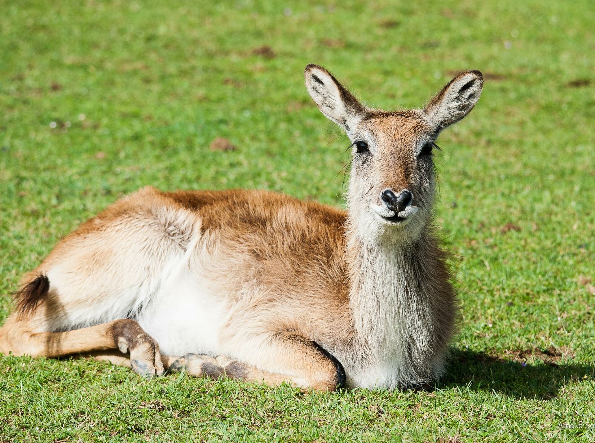 Cobe de Lechwe