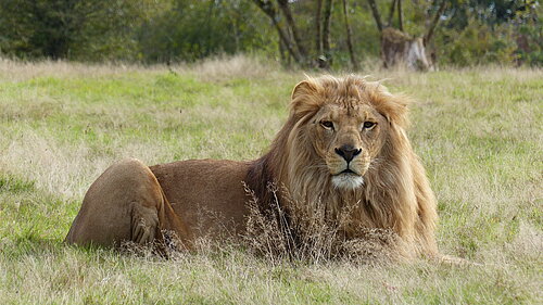 Lion d'Angola