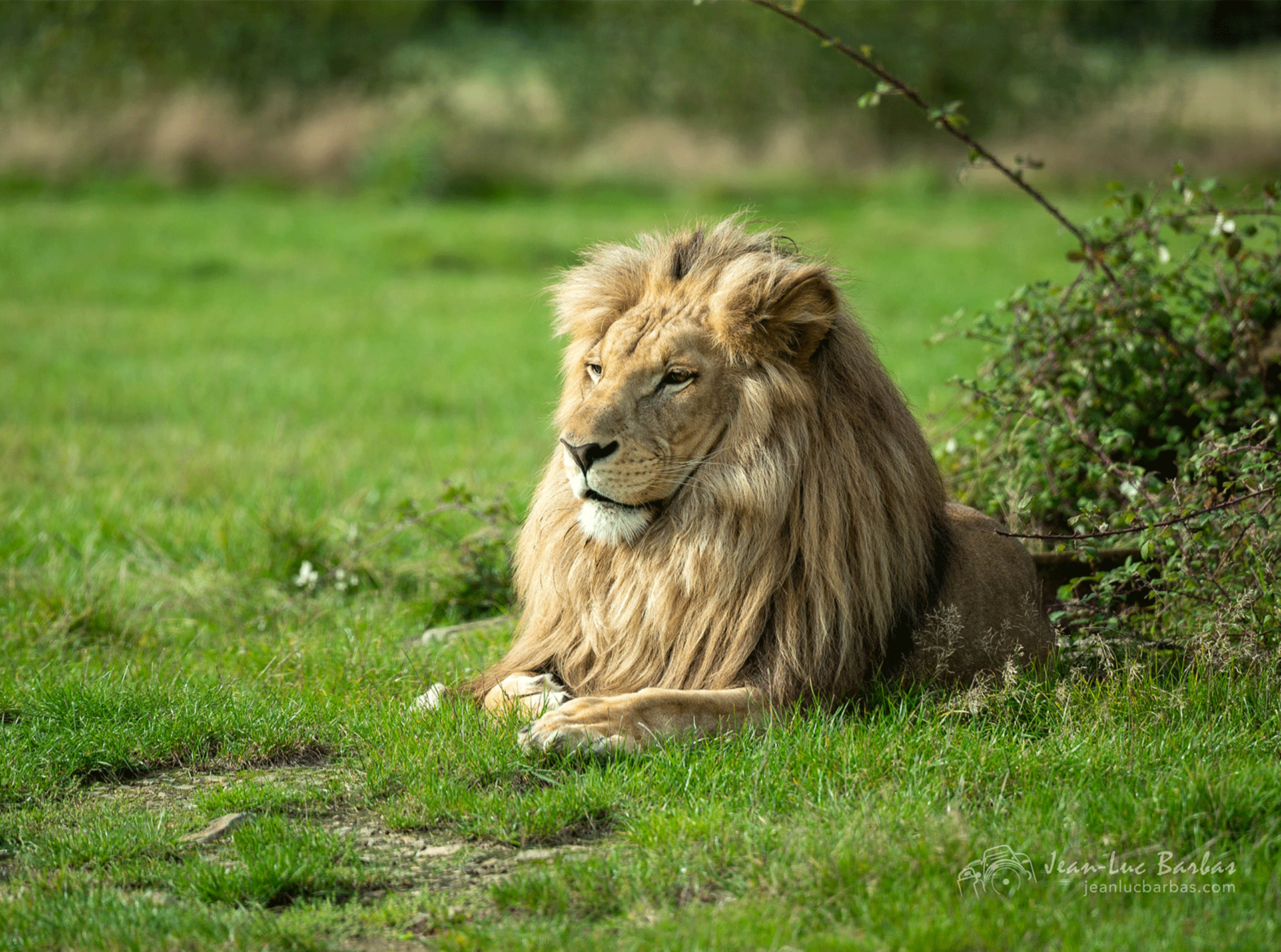 Lion d'Angola