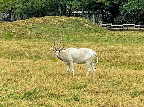 Addax