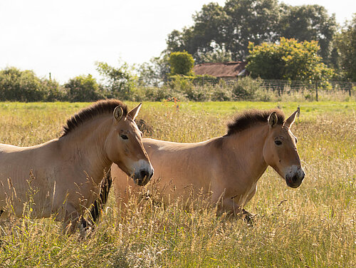 Cheval de Przewalski