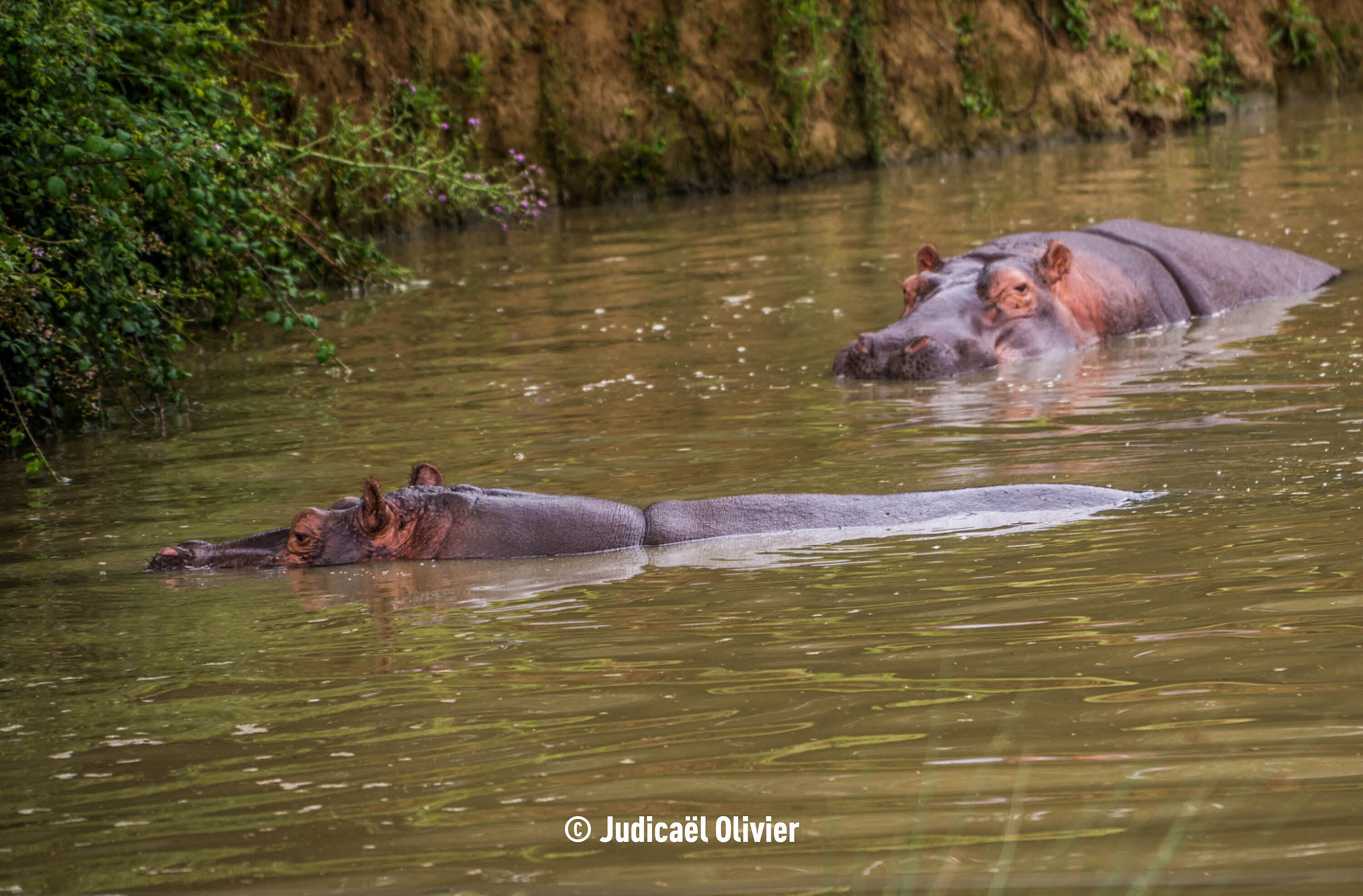 Hippopotame amphibie - (c) Judicaël Olivier