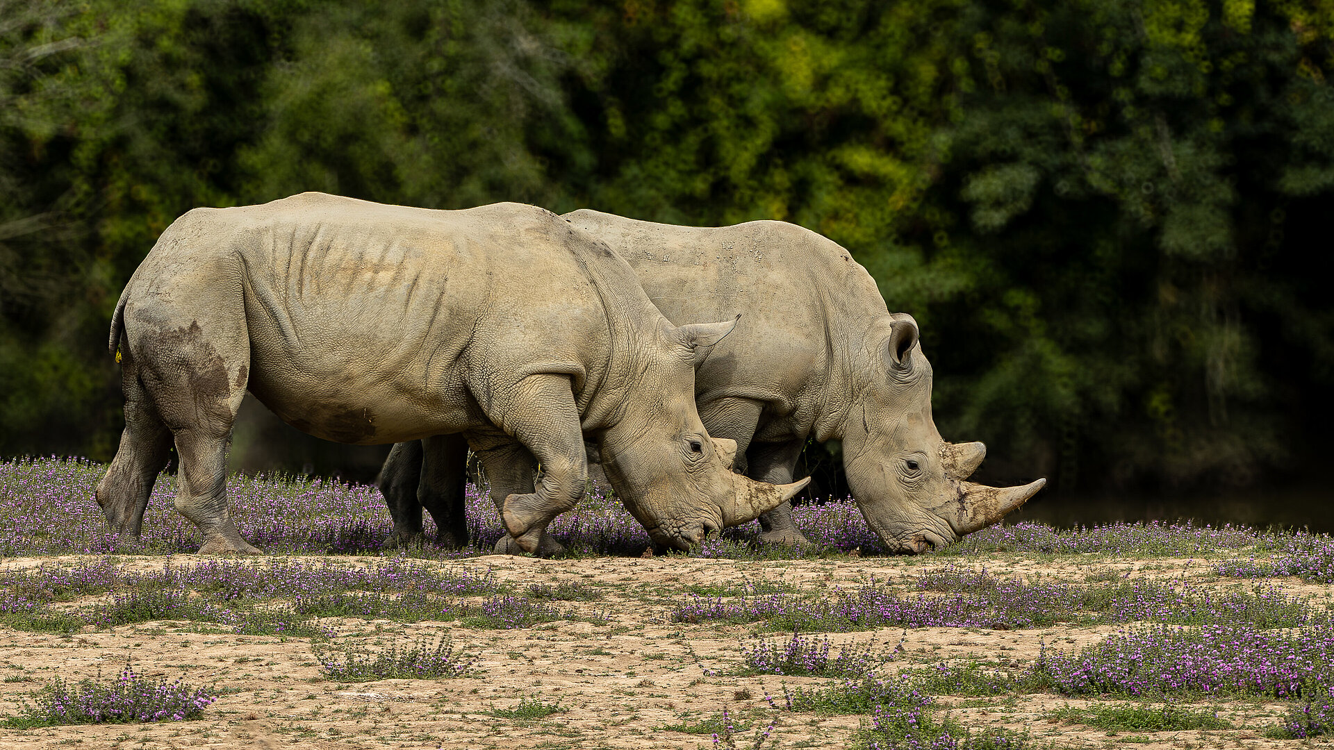 Accès à la Piste Safari – Informations Importantes