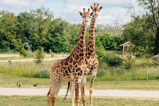 Girafe Planète Sauvage