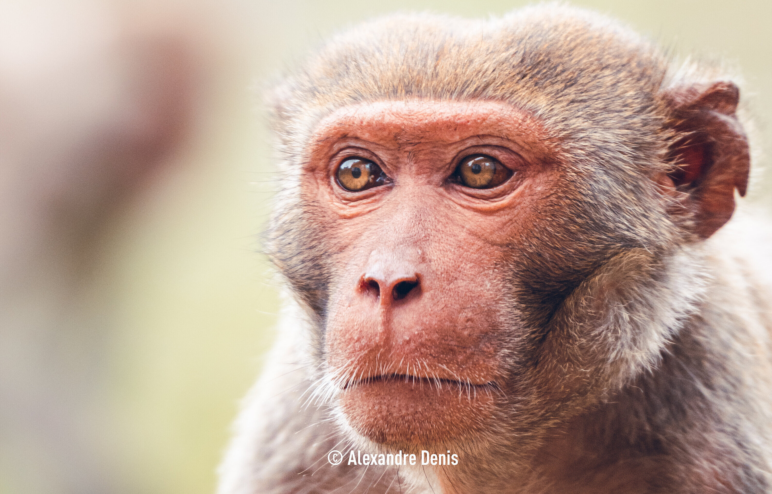Macaque rhésus (c) Alex Denis