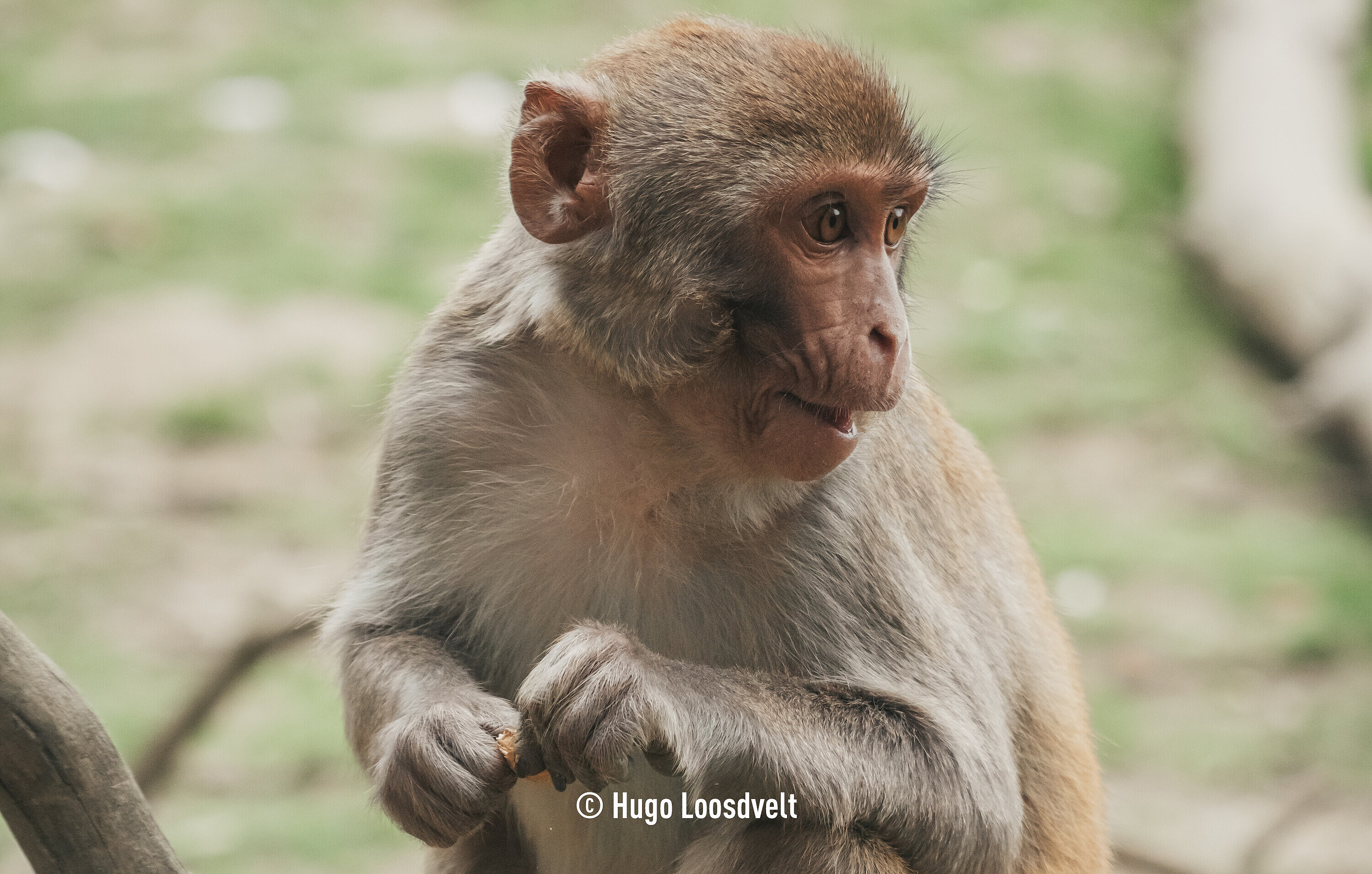 Macaque rhésus (c) Hugo Loosdvelt