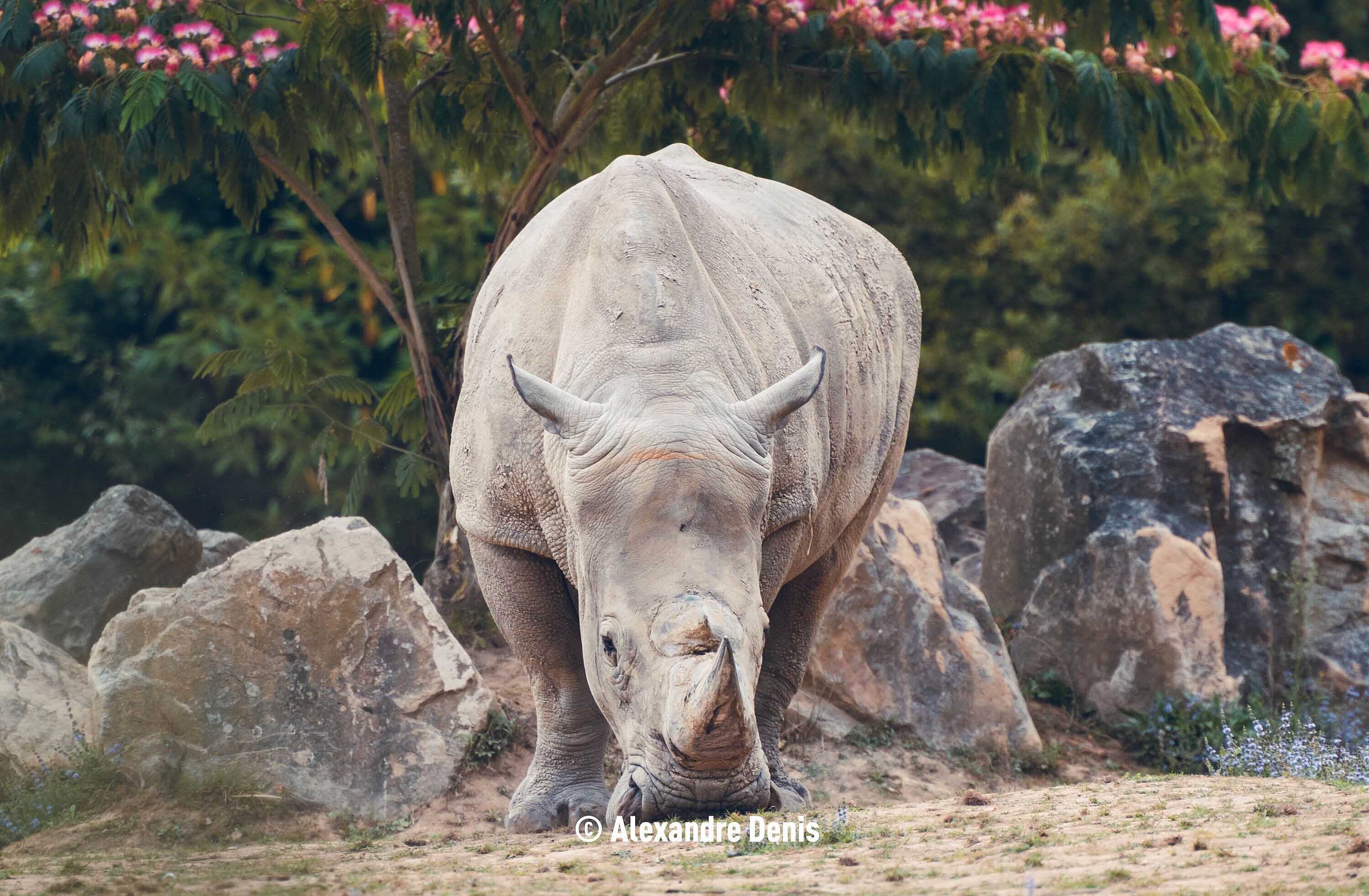Rhinocéros blanc (c) Alexandre Denis