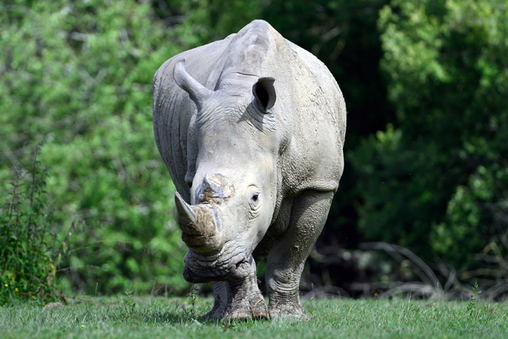 Rhinocéros Planète Sauvage