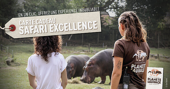 Carte cadeau Safari Excellence