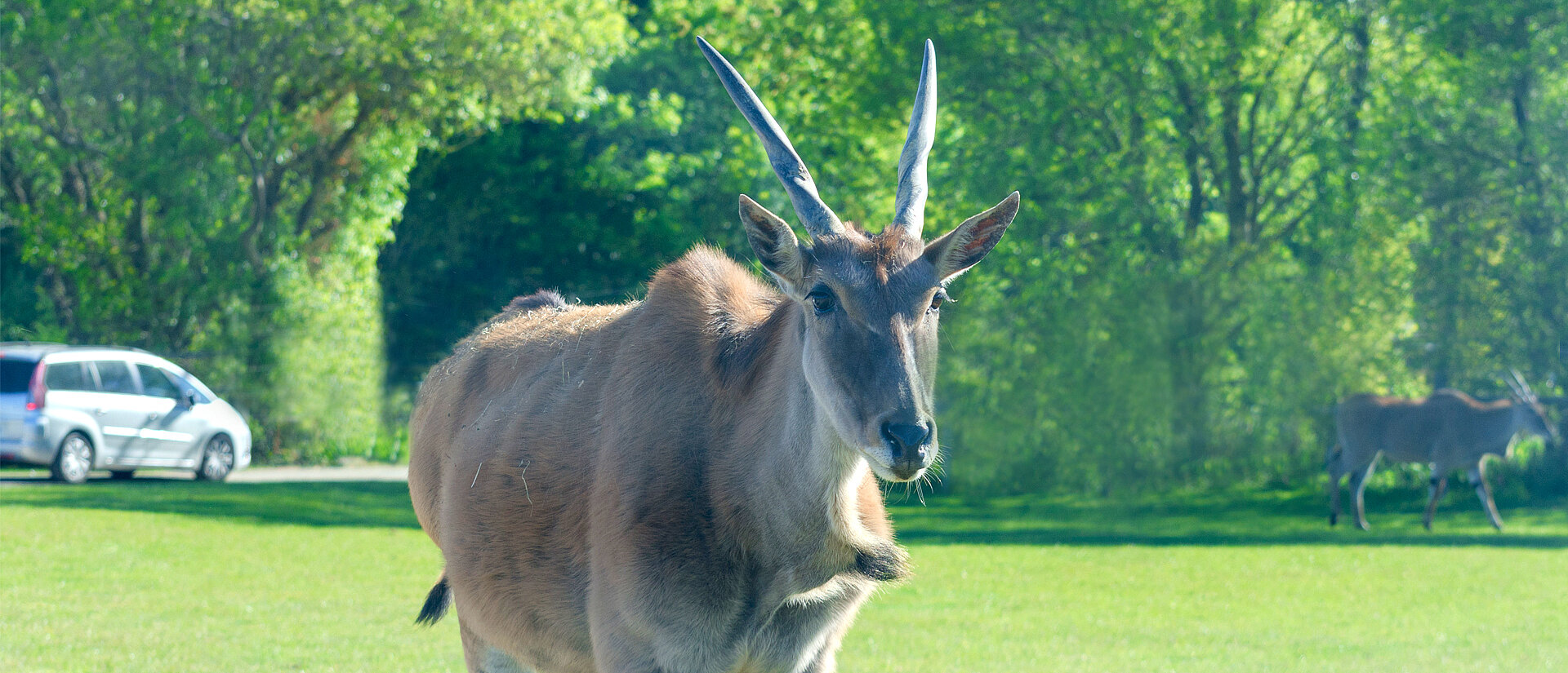 Eland commun