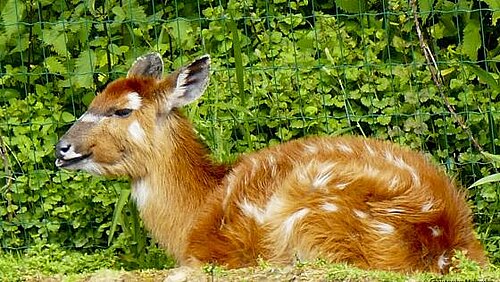 Sitatunga occidental