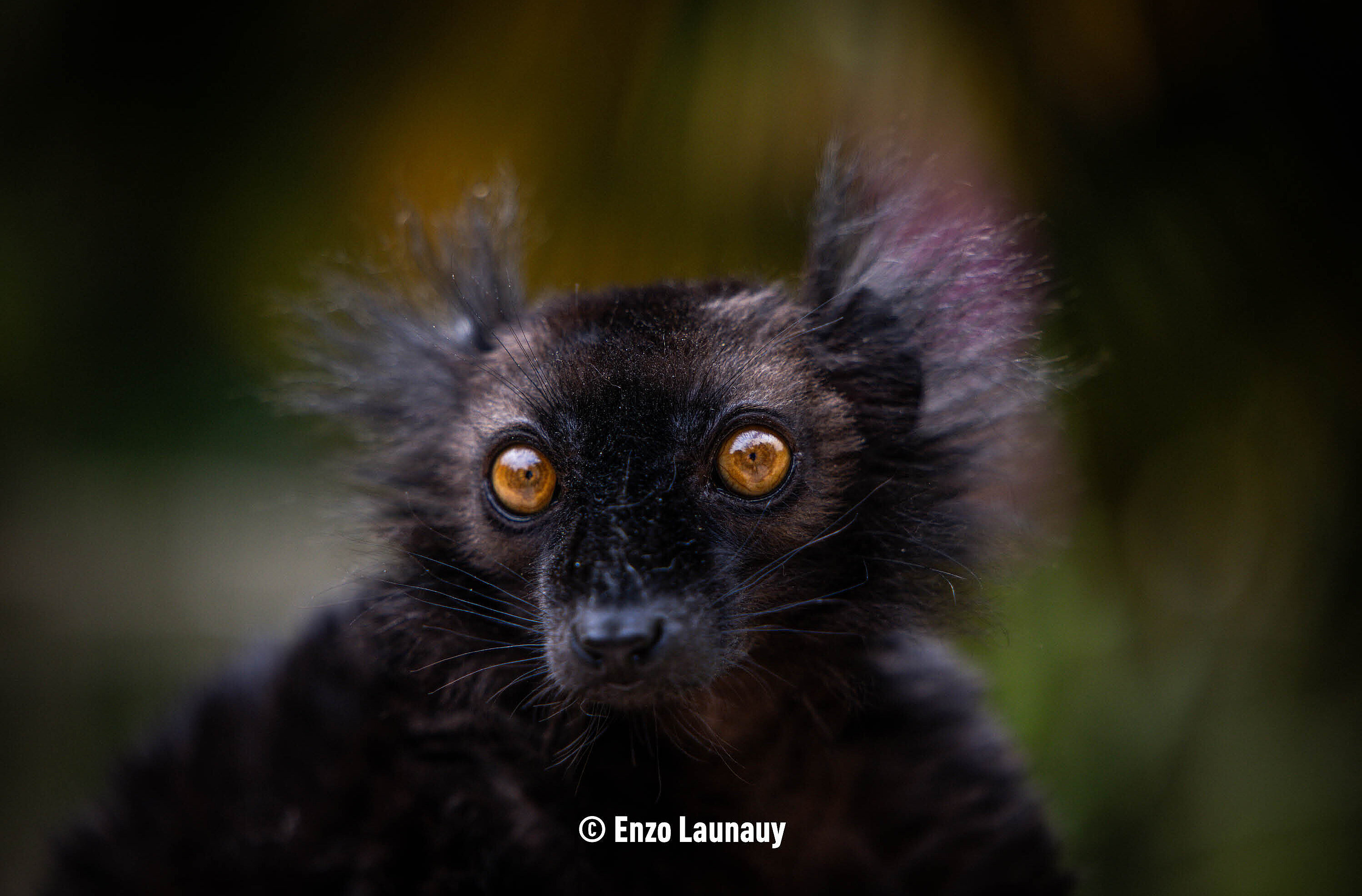 Lémur noir (c) Enzo Launay