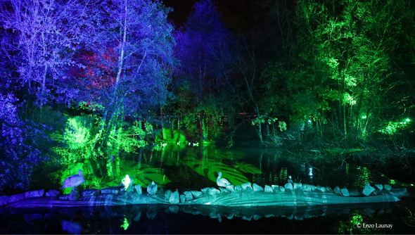 Illuminations Sauvages 