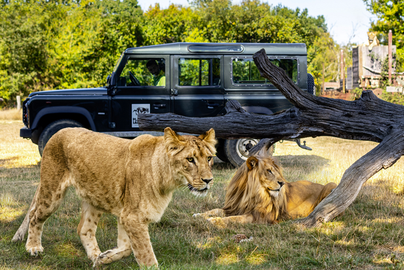 SAFARI VIP Planète sauvage