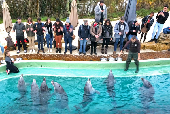 Rencontre avec les dauphins