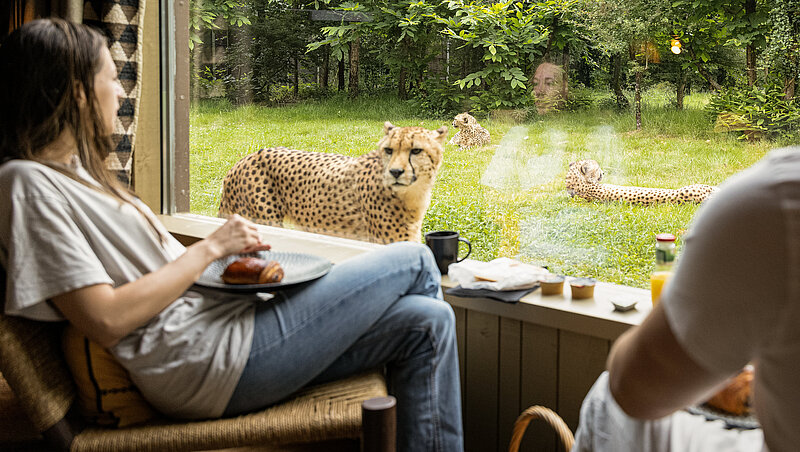 Lodge Guépards