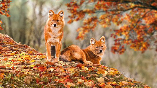 Planète Sauvage fête l'automne