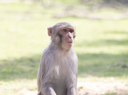 Macaque rhésus