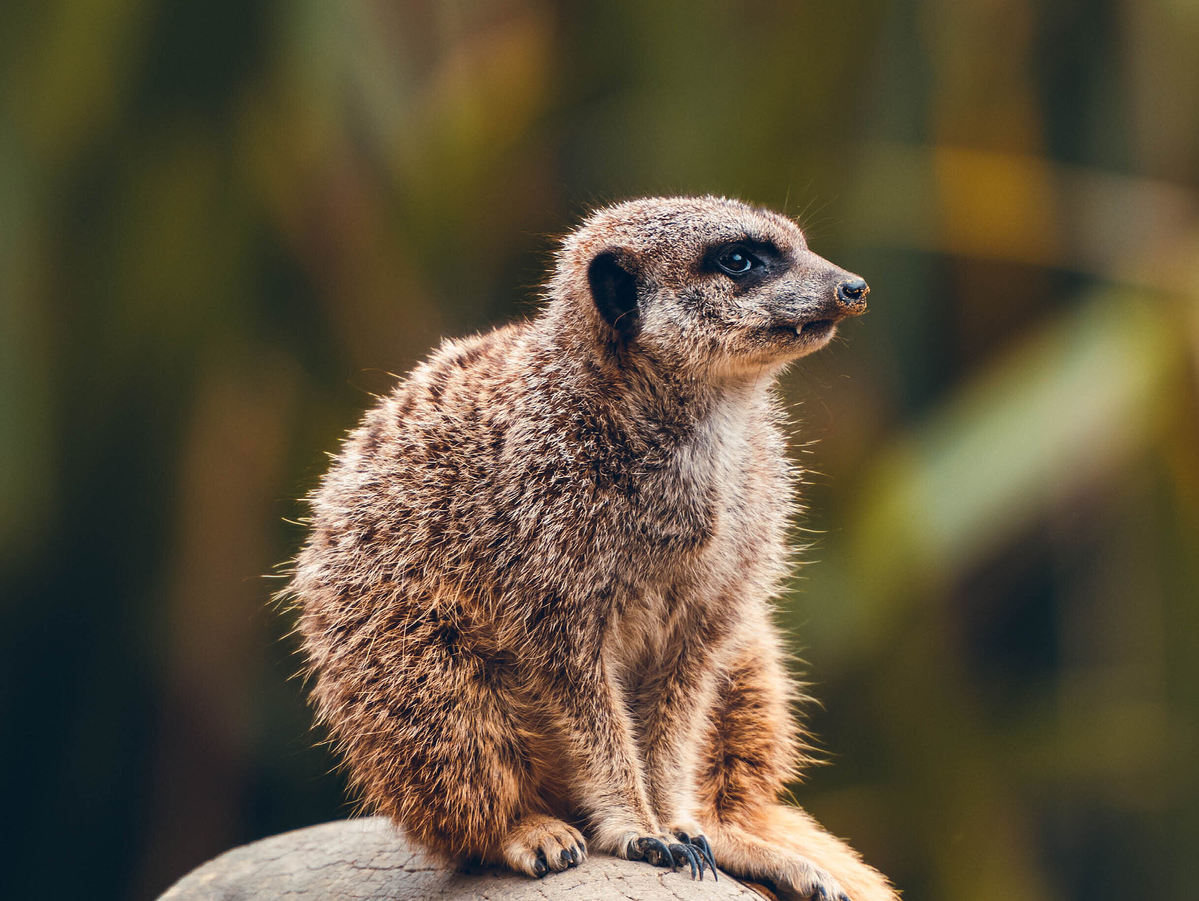 Suricate