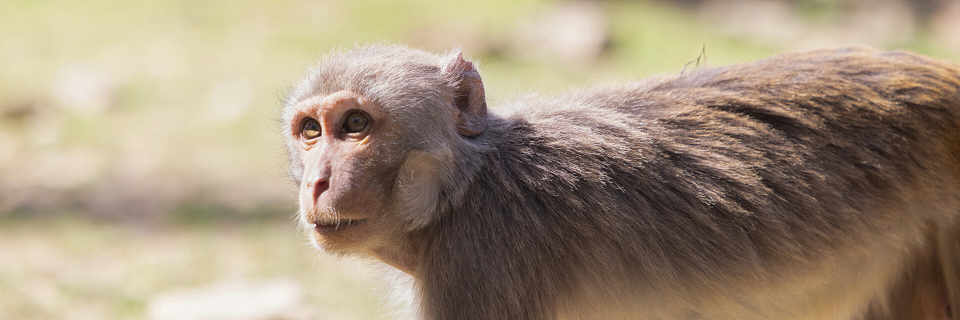 Macaque rhésus