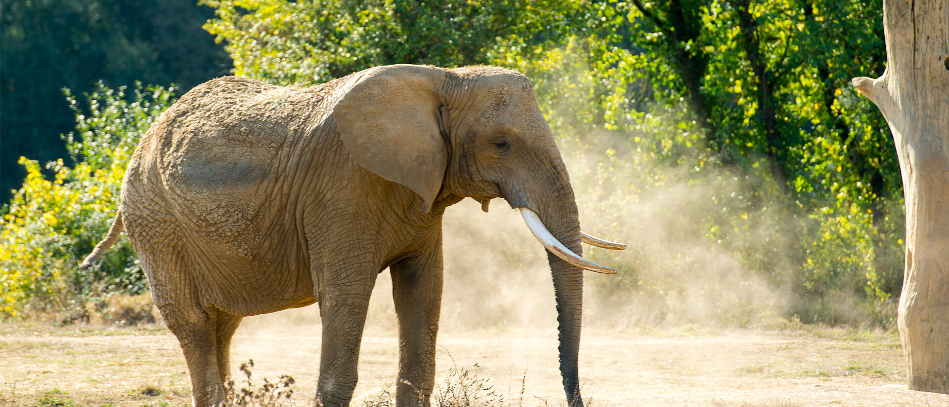 Eléphant d'Afrique