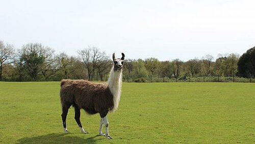 Lama