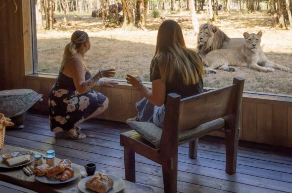 Petit déjeuner lodge lions