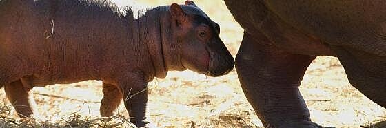 Hippopotame amphibie