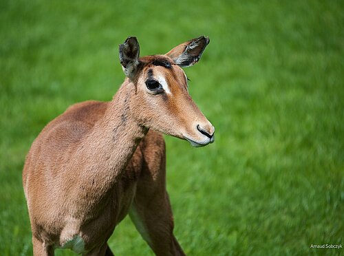 Impala