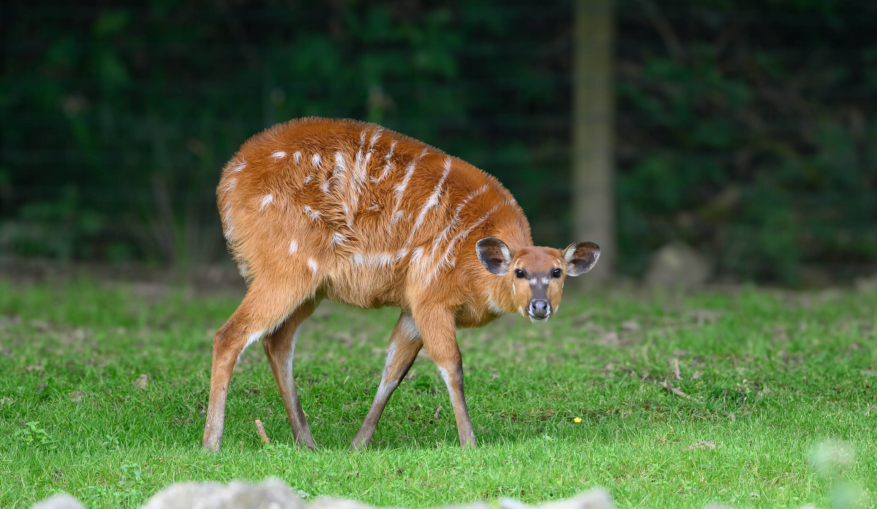Sitatunga occidental