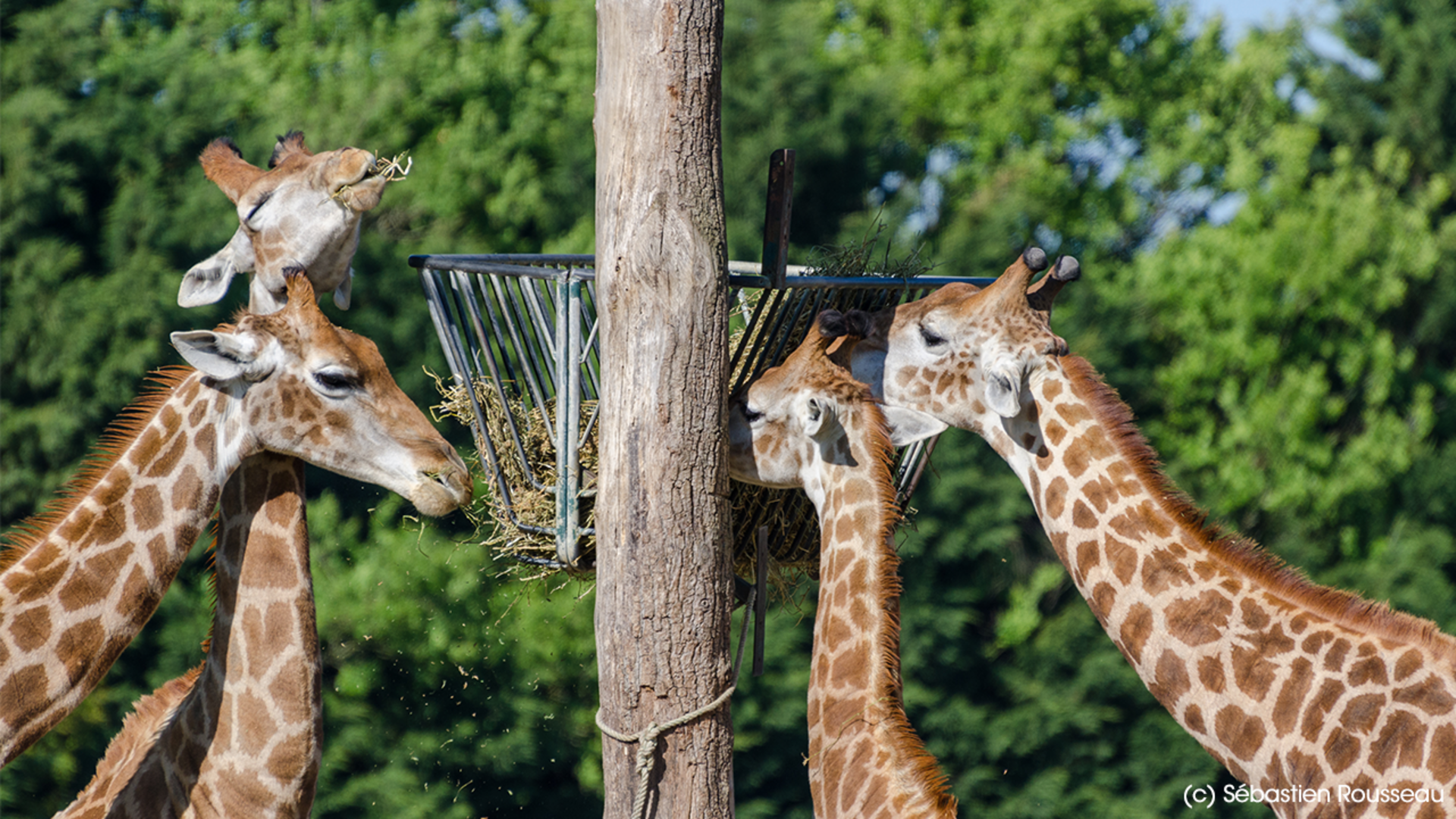 des parcs zoologiques