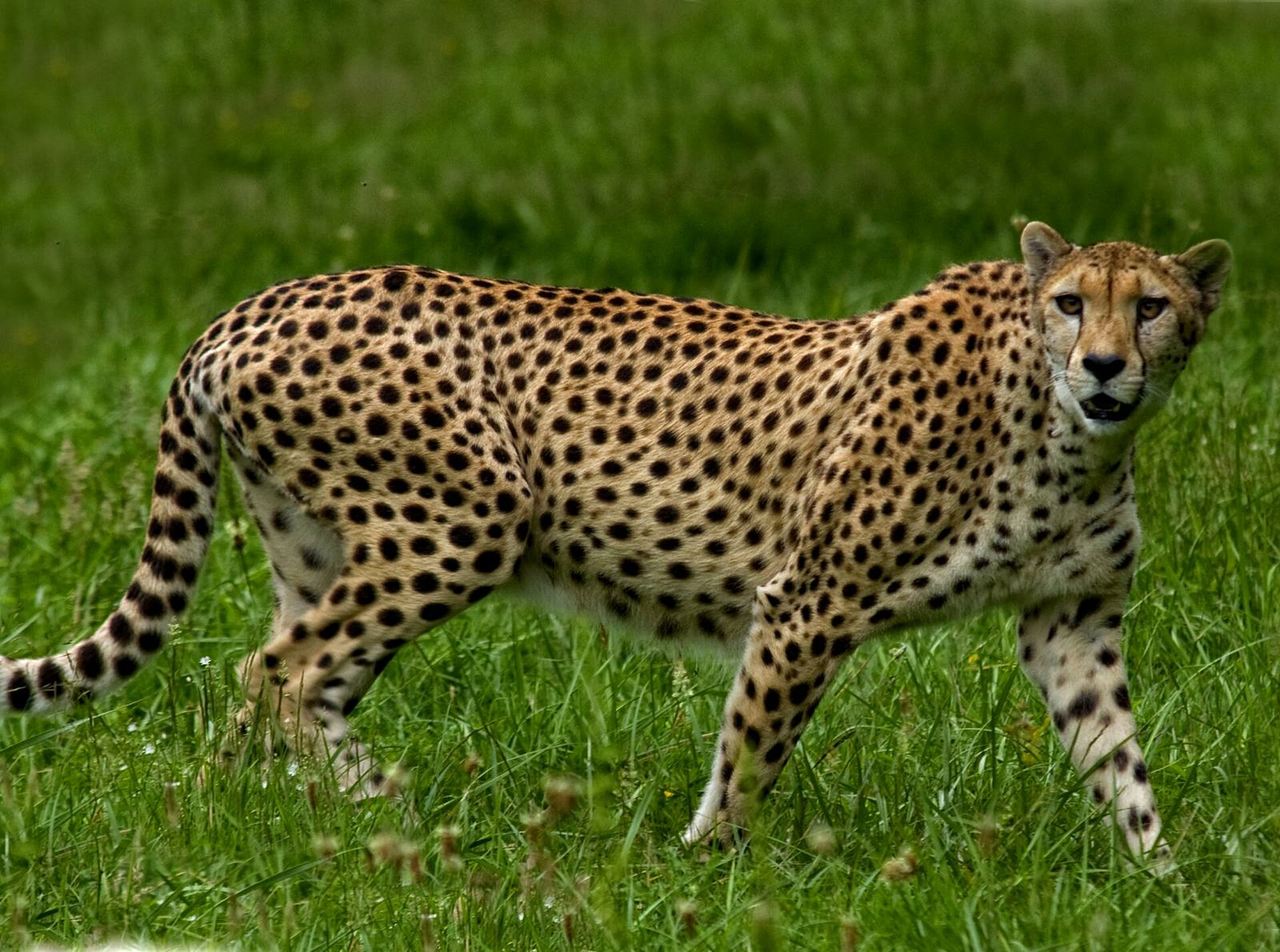 Guépard d'Afrique du Sud