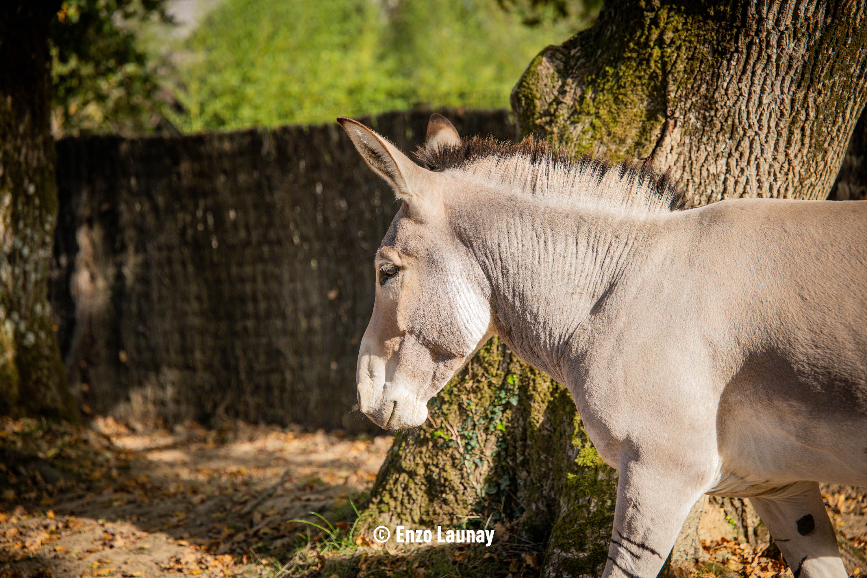 Ane Sauvage de Somalie - (c) Enzo Launay
