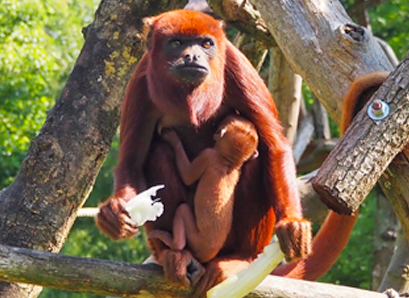 Singe hurleur roux naissance