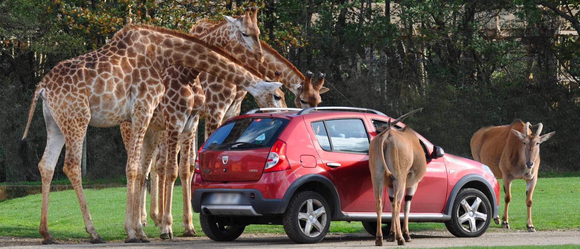 La Piste Safari